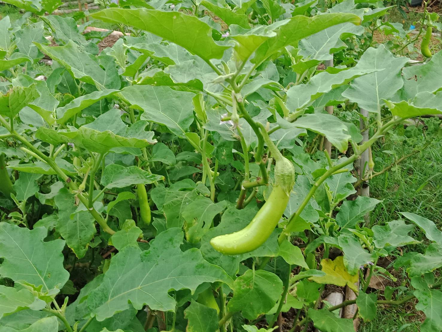 พอ.ปากพลี จัดกิจกรรมปลูกผักสวนครัวจากวัดสู่ชุมชน ตามหลัก “บวร”