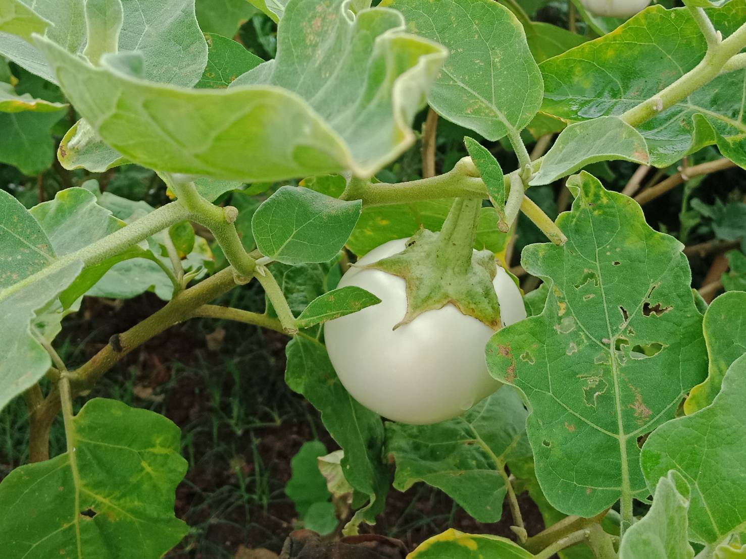 พอ.ปากพลี จัดกิจกรรมปลูกผักสวนครัวจากวัดสู่ชุมชน ตามหลัก “บวร”