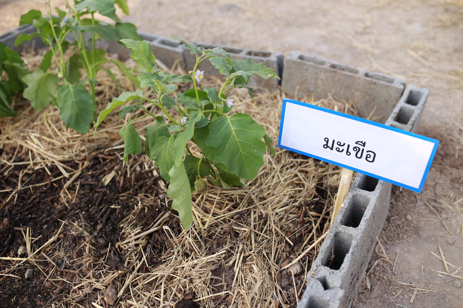 ที่ว่าง สร้างอาหาร” จังหวัดนครนายกจัดกิจกรรมเชิญชวนชาวนครนายกร่วมทำความดีถวายสมเด็จพระกนิษฐาธิราชเจ้า กรมสมเด็จพระเทพรัตนราชสุดาฯ สยามบรมราชกุมารี เนื่องในวโรกาสคล้ายวันพระราชสมภพ 2 เมษายน  2564 โดยการปลูกผักสวนครัวเพื่อสร้างความมั่นคงทางด้านอาหารภายในครัวเรือน