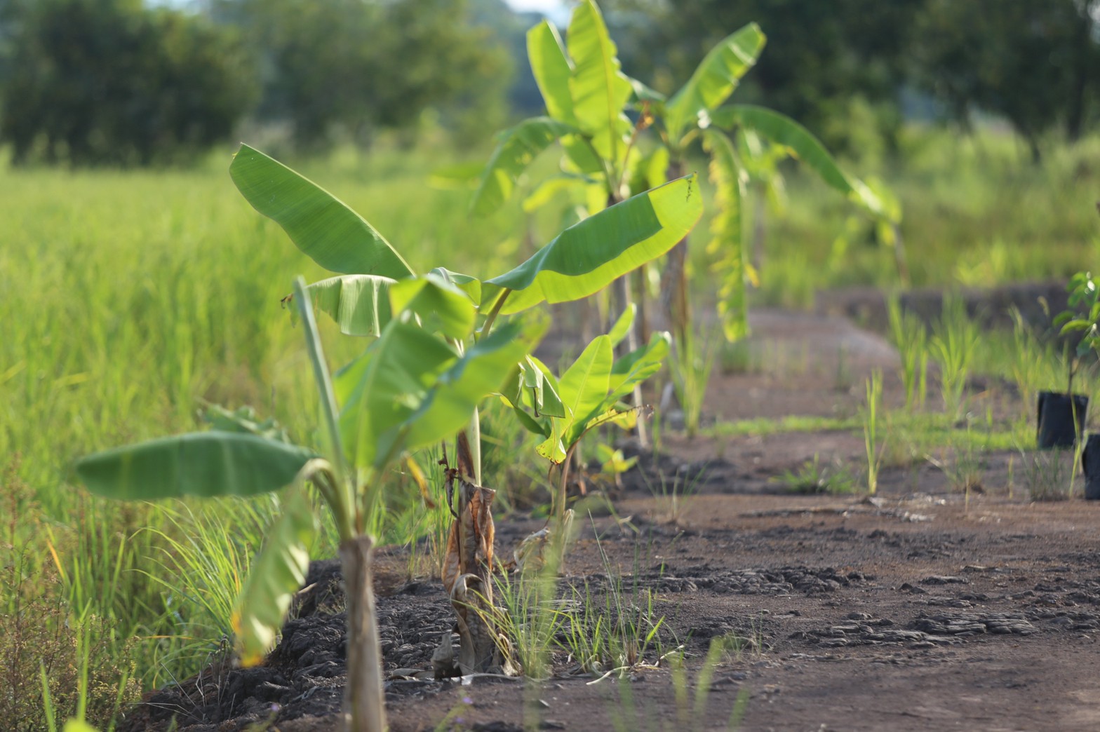 แลกเปลี่ยนเรียนรู้ ครูพาทำ” พช.เมืองนครนายก จัดกิจกรรมเอามื้อสามัคคี “โคก หนอง นา พช.” จ.นครนายก  พร้อมชม! ความสำเร็จของโครงการ  และร่วมกิจกรรมปลูกพืชผักสร้างความมั่นคงทางอาหาร เพื่อพัฒนาคุณภาพชีวิตอย่างยั่งยืน