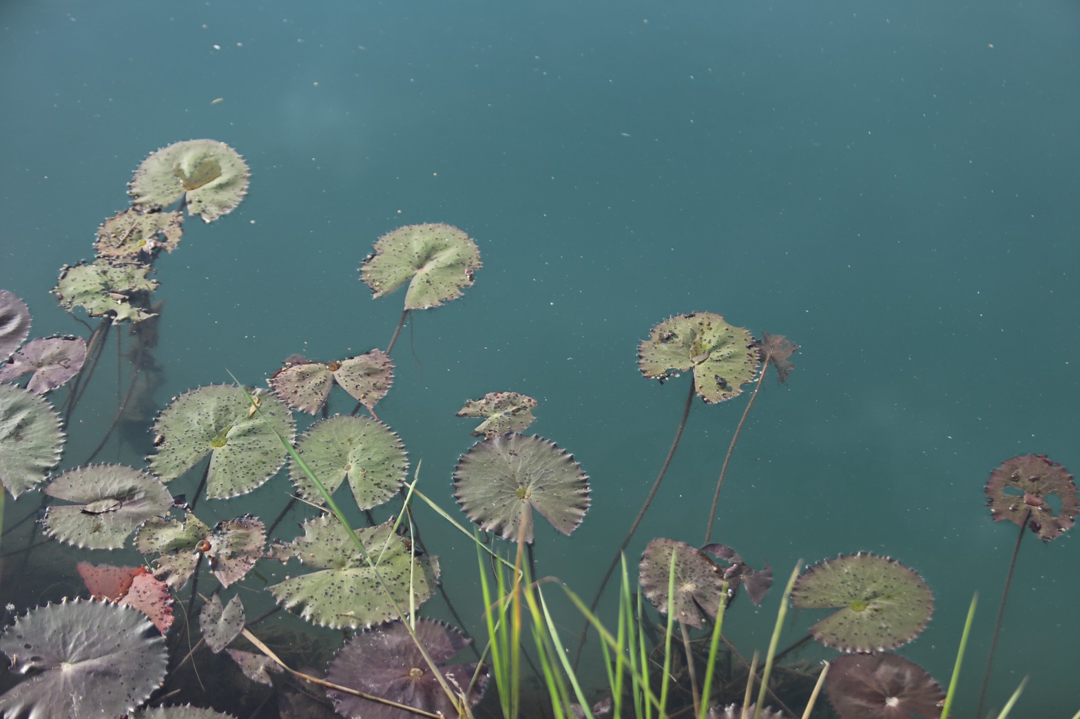 แลกเปลี่ยนเรียนรู้ ครูพาทำ” พช.เมืองนครนายก จัดกิจกรรมเอามื้อสามัคคี “โคก หนอง นา พช.” จ.นครนายก  พร้อมชม! ความสำเร็จของโครงการ  และร่วมกิจกรรมปลูกพืชผักสร้างความมั่นคงทางอาหาร เพื่อพัฒนาคุณภาพชีวิตอย่างยั่งยืน