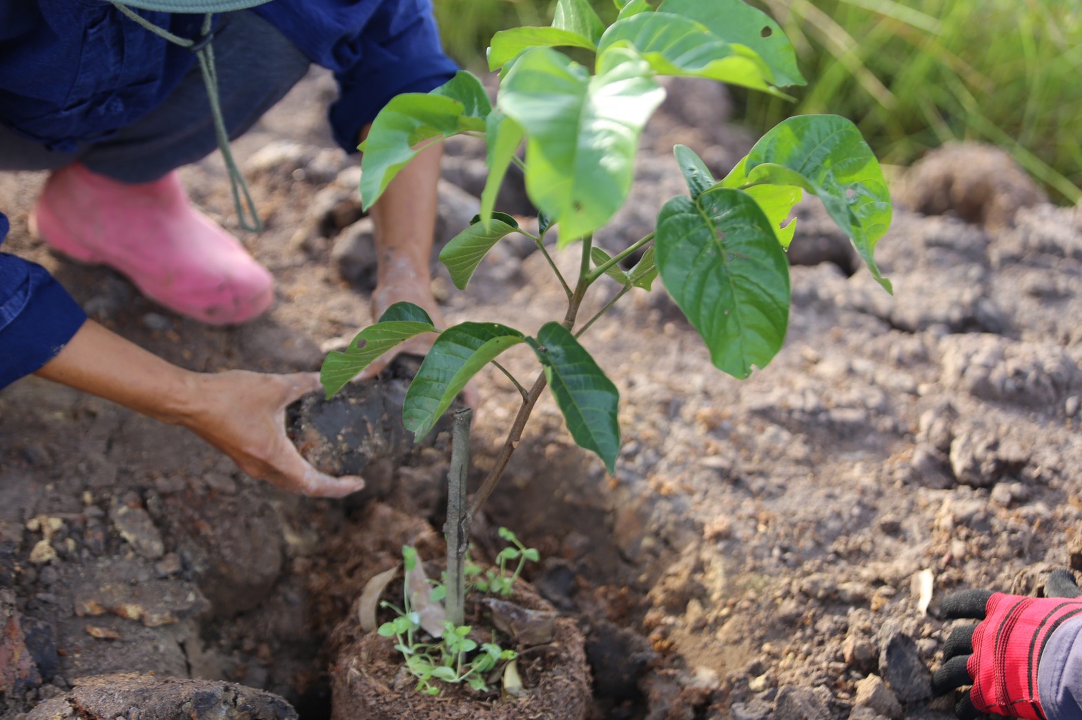 “แลกเปลี่ยนเรียนรู้ ครูพาทำ” พช.เมืองนครนายก จัดกิจกรรมเอามื้อสามัคคี “โคก หนอง นา พช.” จ.นครนายก  พร้อมชม! ความสำเร็จของโครงการ  และร่วมกิจกรรมปลูกพืชผักสร้างความมั่นคงทางอาหาร เพื่อพัฒนาคุณภาพชีวิตอย่างยั่งยืน