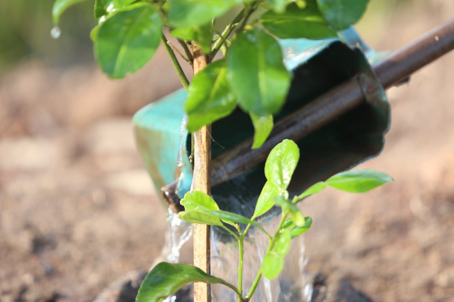 “แลกเปลี่ยนเรียนรู้ ครูพาทำ” พช.เมืองนครนายก จัดกิจกรรมเอามื้อสามัคคี “โคก หนอง นา พช.” จ.นครนายก  พร้อมชม! ความสำเร็จของโครงการ  และร่วมกิจกรรมปลูกพืชผักสร้างความมั่นคงทางอาหาร เพื่อพัฒนาคุณภาพชีวิตอย่างยั่งยืน