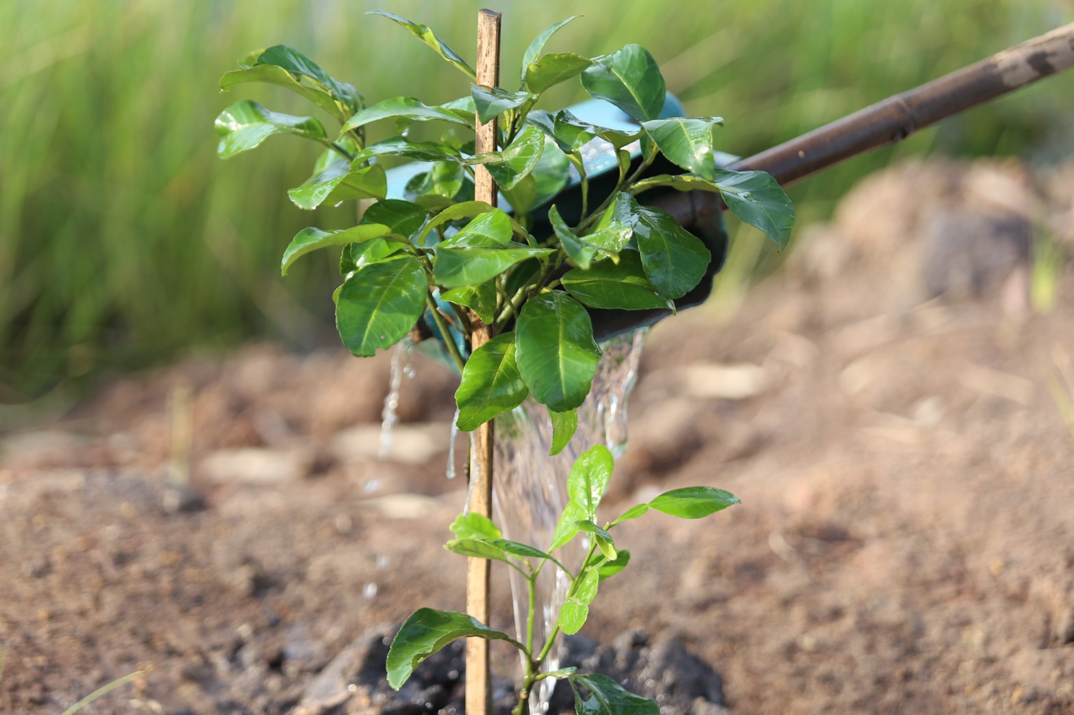 “แลกเปลี่ยนเรียนรู้ ครูพาทำ” พช.เมืองนครนายก จัดกิจกรรมเอามื้อสามัคคี “โคก หนอง นา พช.” จ.นครนายก  พร้อมชม! ความสำเร็จของโครงการ  และร่วมกิจกรรมปลูกพืชผักสร้างความมั่นคงทางอาหาร เพื่อพัฒนาคุณภาพชีวิตอย่างยั่งยืน