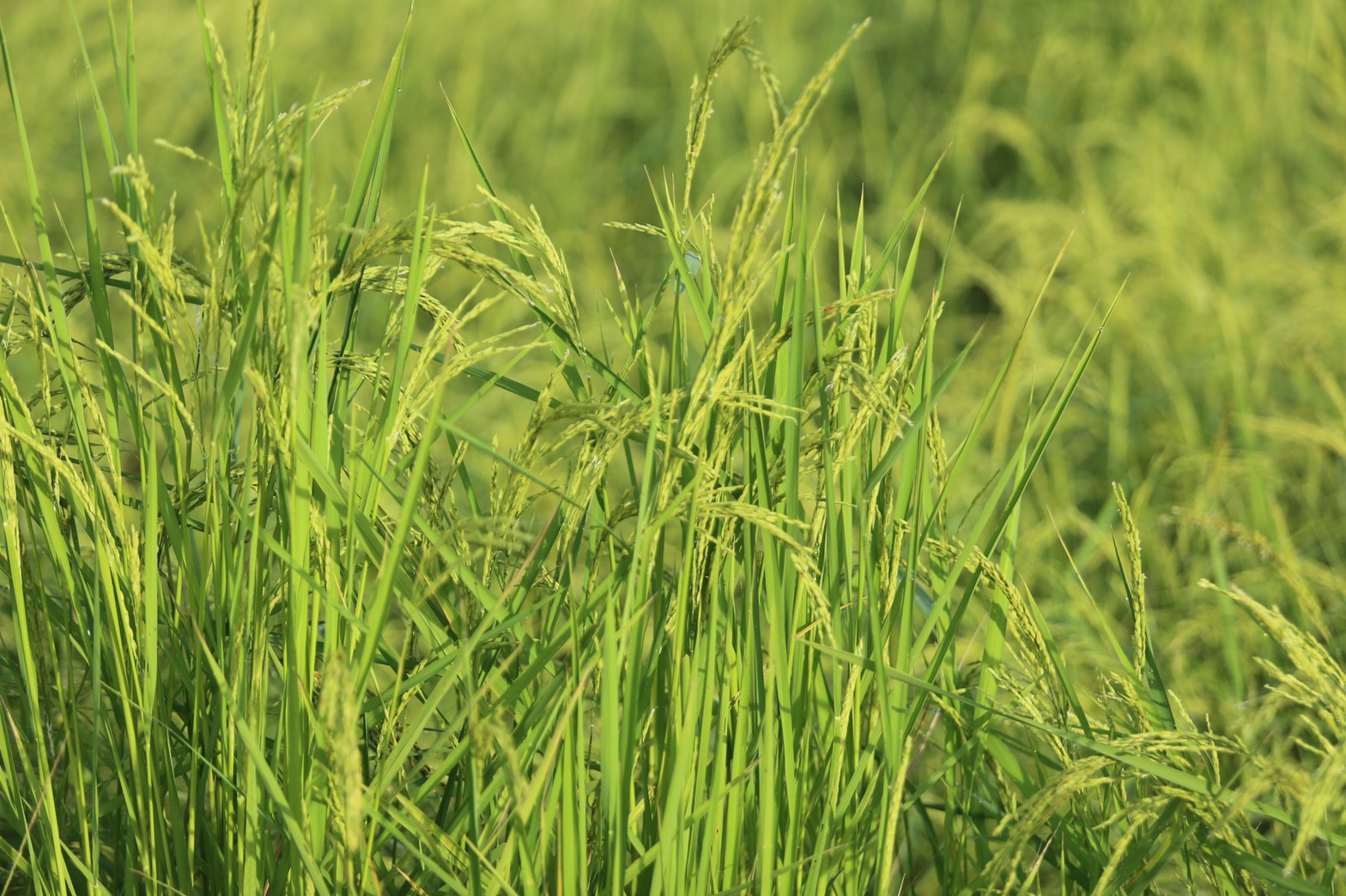 แลกเปลี่ยนเรียนรู้ ครูพาทำ” พช.เมืองนครนายก จัดกิจกรรมเอามื้อสามัคคี “โคก หนอง นา พช.” จ.นครนายก  พร้อมชม! ความสำเร็จของโครงการ  และร่วมกิจกรรมปลูกพืชผักสร้างความมั่นคงทางอาหาร เพื่อพัฒนาคุณภาพชีวิตอย่างยั่งยืน