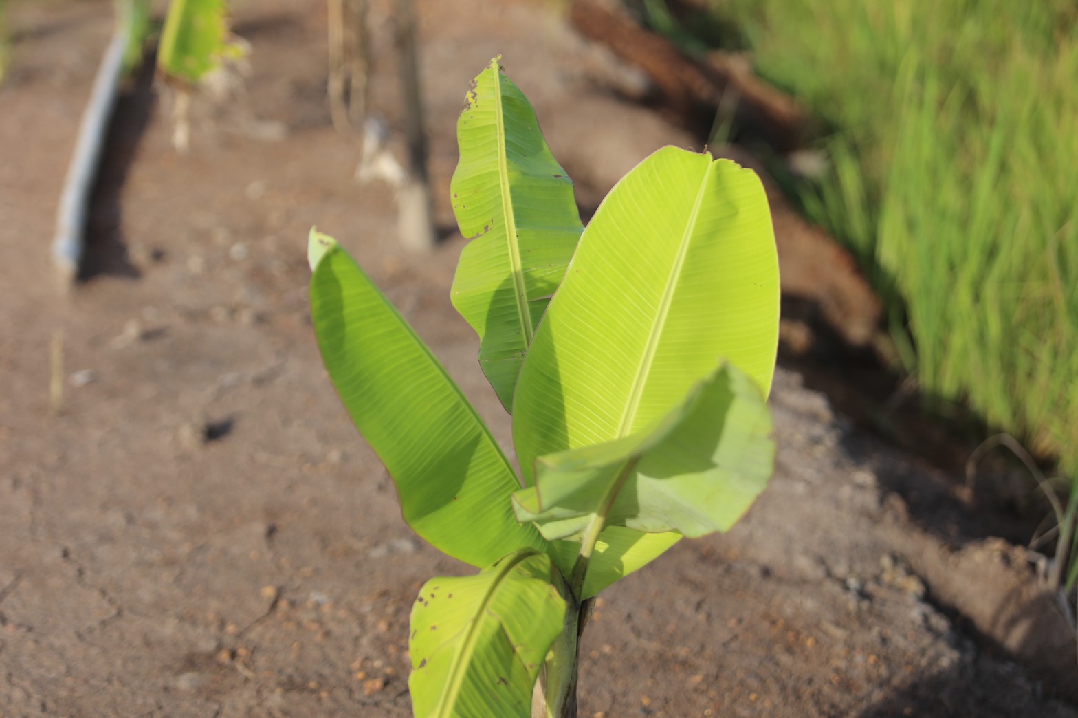 แลกเปลี่ยนเรียนรู้ ครูพาทำ” พช.เมืองนครนายก จัดกิจกรรมเอามื้อสามัคคี “โคก หนอง นา พช.” จ.นครนายก  พร้อมชม! ความสำเร็จของโครงการ  และร่วมกิจกรรมปลูกพืชผักสร้างความมั่นคงทางอาหาร เพื่อพัฒนาคุณภาพชีวิตอย่างยั่งยืน