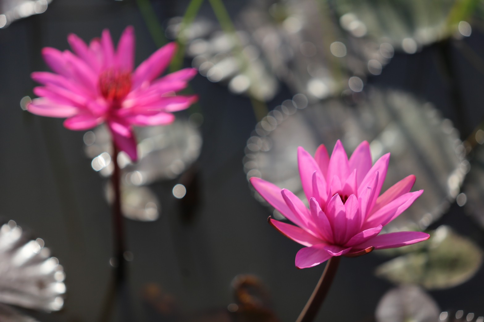 “แลกเปลี่ยนเรียนรู้ ครูพาทำ” พช.เมืองนครนายก จัดกิจกรรมเอามื้อสามัคคี “โคก หนอง นา พช.” จ.นครนายก  พร้อมชม! ความสำเร็จของโครงการ  และร่วมกิจกรรมปลูกพืชผักสร้างความมั่นคงทางอาหาร เพื่อพัฒนาคุณภาพชีวิตอย่างยั่งยืน