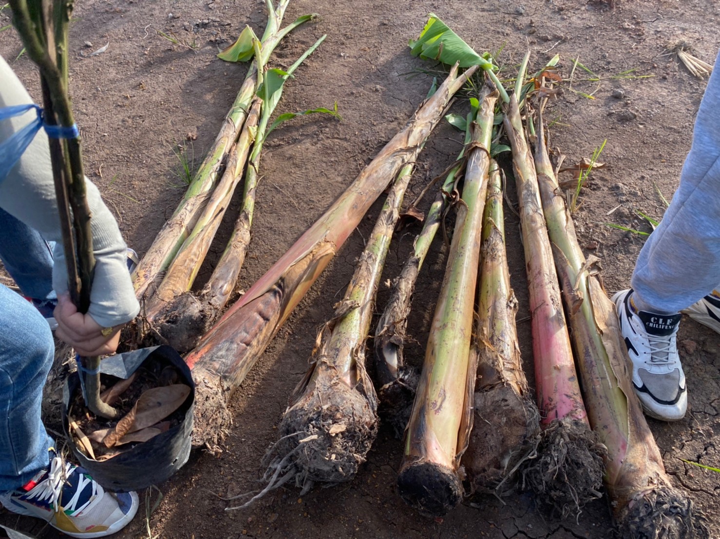 แลกเปลี่ยนเรียนรู้ ครูพาทำ” พช.เมืองนครนายก จัดกิจกรรมเอามื้อสามัคคี “โคก หนอง นา พช.” จ.นครนายก  พร้อมชม! ความสำเร็จของโครงการ  และร่วมกิจกรรมปลูกพืชผักสร้างความมั่นคงทางอาหาร เพื่อพัฒนาคุณภาพชีวิตอย่างยั่งยืน