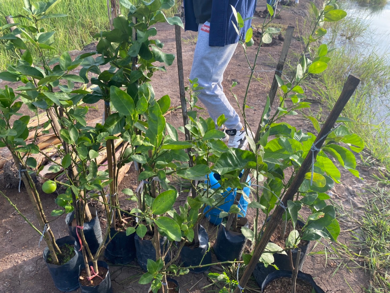 “แลกเปลี่ยนเรียนรู้ ครูพาทำ” พช.เมืองนครนายก จัดกิจกรรมเอามื้อสามัคคี “โคก หนอง นา พช.” จ.นครนายก  พร้อมชม! ความสำเร็จของโครงการ  และร่วมกิจกรรมปลูกพืชผักสร้างความมั่นคงทางอาหาร เพื่อพัฒนาคุณภาพชีวิตอย่างยั่งยืน