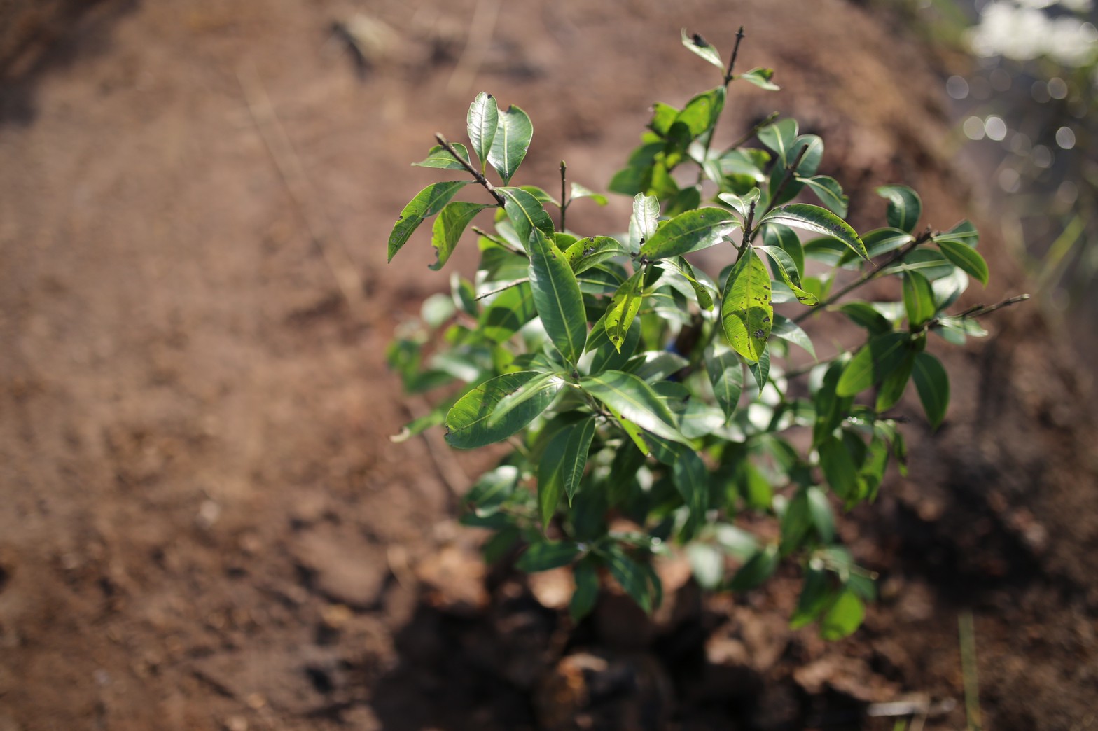 แลกเปลี่ยนเรียนรู้ ครูพาทำ” พช.เมืองนครนายก จัดกิจกรรมเอามื้อสามัคคี “โคก หนอง นา พช.” จ.นครนายก  พร้อมชม! ความสำเร็จของโครงการ  และร่วมกิจกรรมปลูกพืชผักสร้างความมั่นคงทางอาหาร เพื่อพัฒนาคุณภาพชีวิตอย่างยั่งยืน