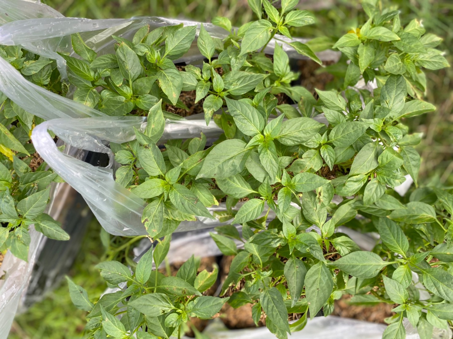 จังหวัดนครนายก ติดตามผลสำเร็จและสนับสนุนโครงการพัฒนาหมู่บ้านเศรษฐกิจพอเพียง กิจกรรมพัฒนาศูนย์เรียนรู้ทฤษฎีใหม่รูปแบบ โคก หนอง นา โมเดล ในพื้นที่อำเภอปากพลี จังหวัดนครนายก