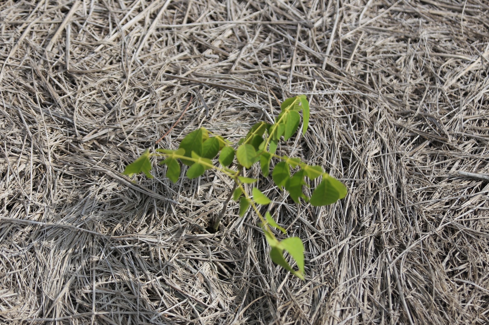 ความสำเร็จที่ยั่งยืนตามรอยศาสตร์พระราชา กับโครงการ “โคก หนอง นา โมเดล จังหวัดนครนายก” ชาวบ้านปลื้ม !! แก้ปัญหาขาดแคลนน้ำ และสามารถกักเก็บน้ำไว้ใช้อย่างเพียงพอ