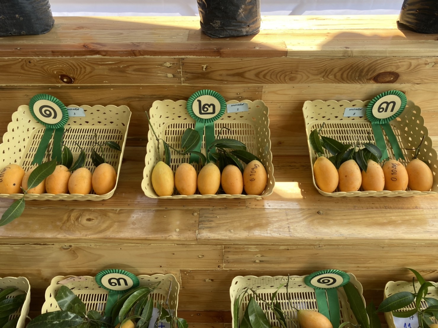 ??พช.นครนายก ร่วมงานมะยงชิด มะปรางหวาน จังหวัดนครนายก ประจำปี 2565