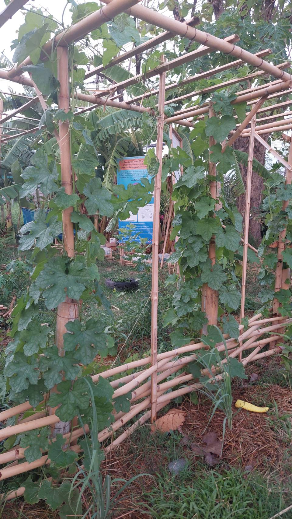 ข่าวพช  นครนายก เมืองขุนด่าน : รองผู้ว่าราชการจังหวัดนครนายก เยี่ยมชมจุดเรียนรู้ เศรษฐกิจพอเพียง 30 ตารางวาโมเดล