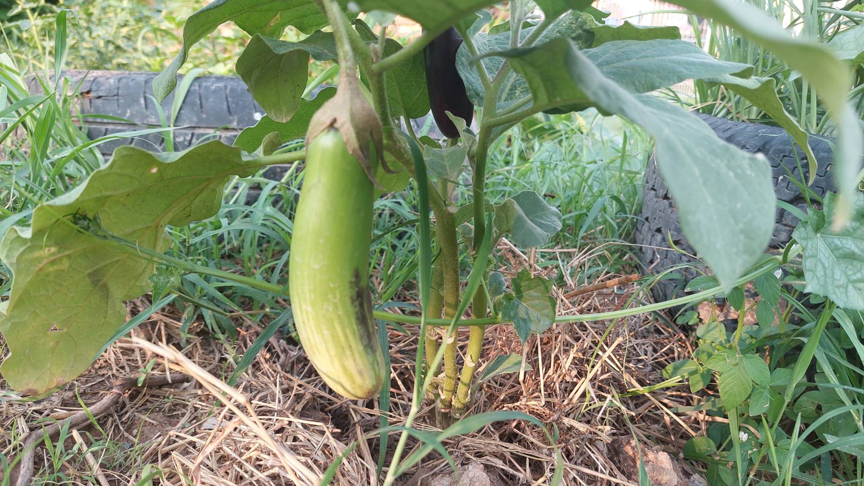 ข่าวพช  นครนายก เมืองขุนด่าน : รองผู้ว่าราชการจังหวัดนครนายก เยี่ยมชมจุดเรียนรู้ เศรษฐกิจพอเพียง 30 ตารางวาโมเดล