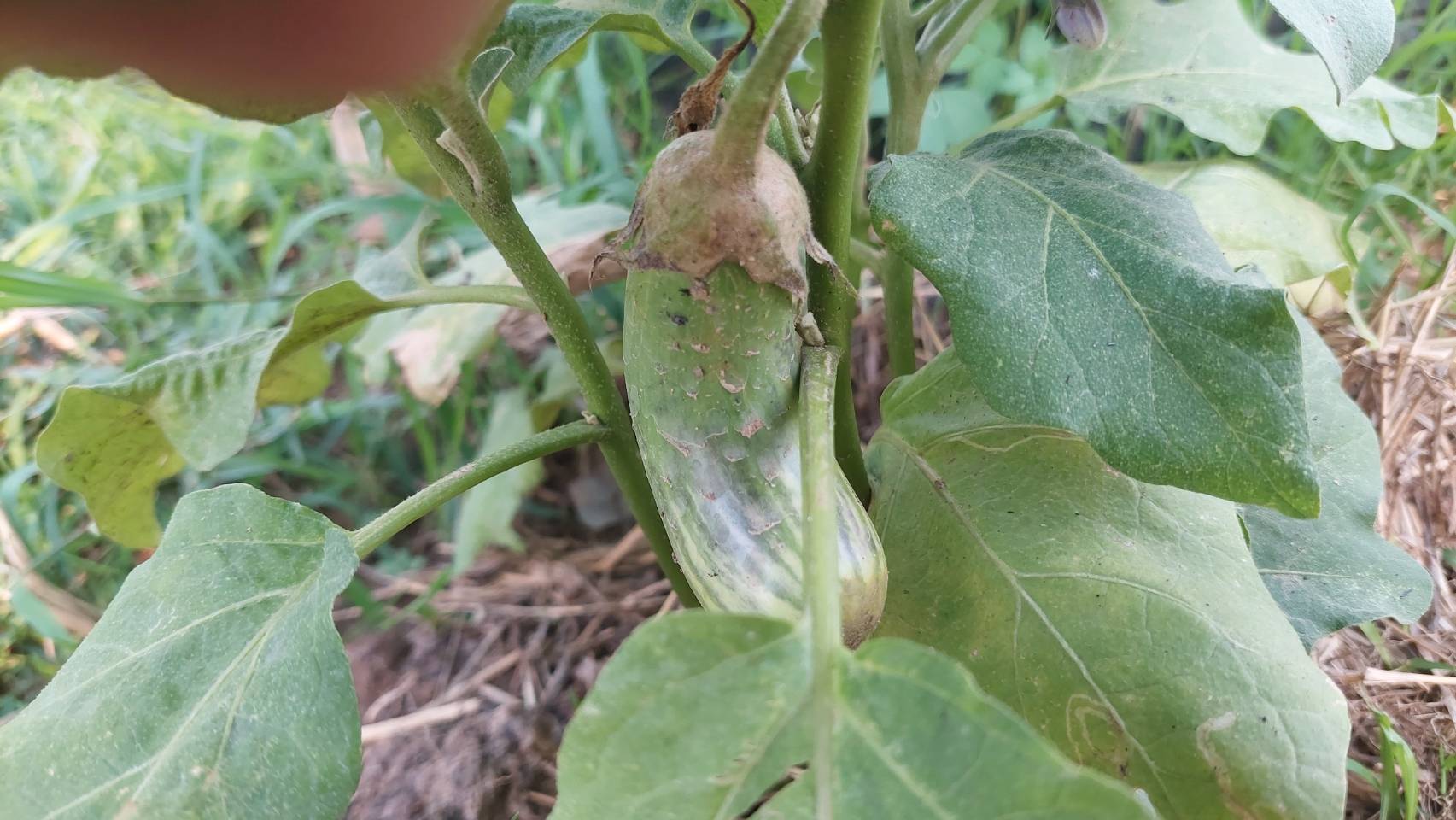 ข่าวพช  นครนายก เมืองขุนด่าน : รองผู้ว่าราชการจังหวัดนครนายก เยี่ยมชมจุดเรียนรู้ เศรษฐกิจพอเพียง 30 ตารางวาโมเดล