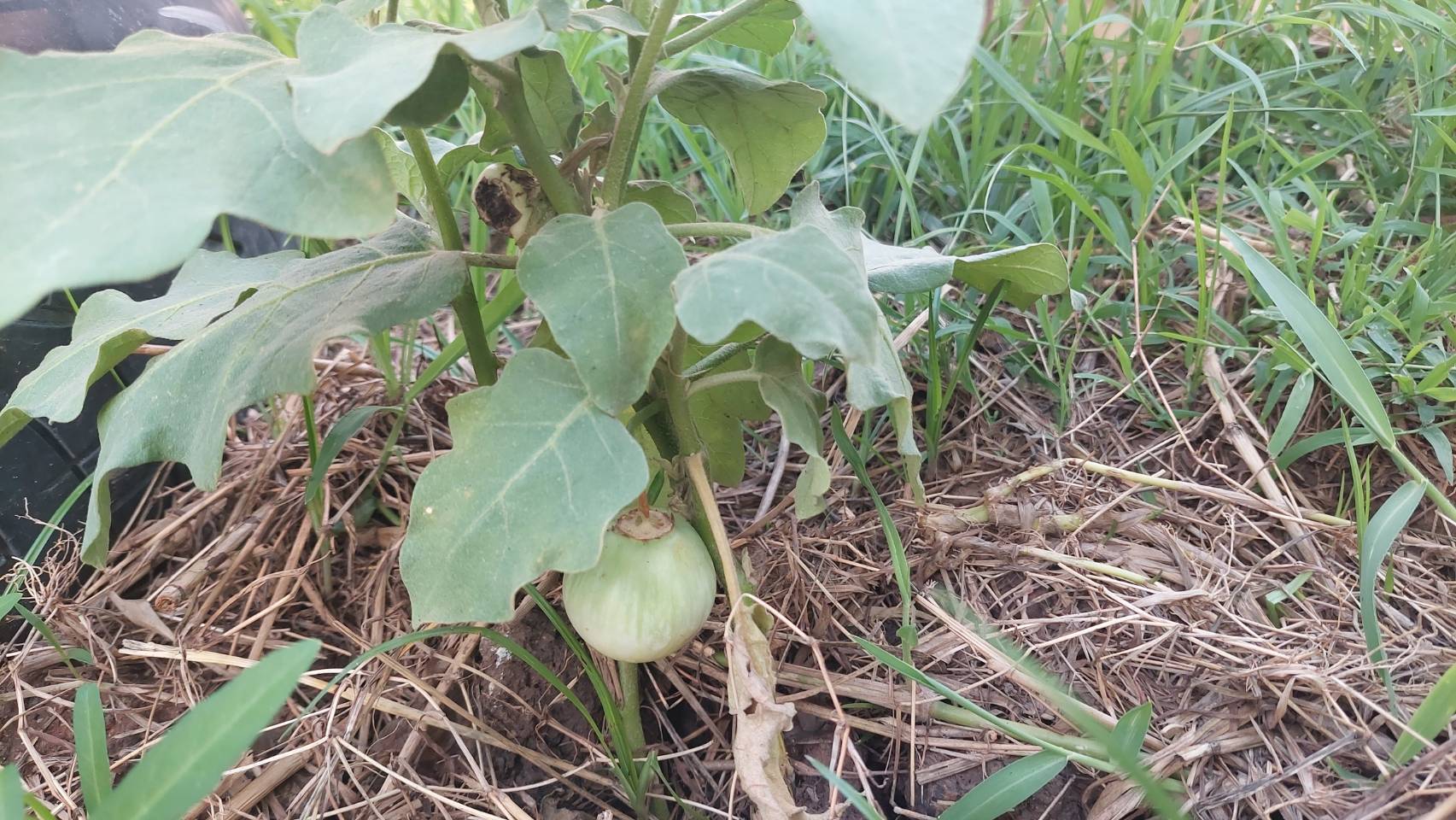 ข่าวพช  นครนายก เมืองขุนด่าน : รองผู้ว่าราชการจังหวัดนครนายก เยี่ยมชมจุดเรียนรู้ เศรษฐกิจพอเพียง 30 ตารางวาโมเดล