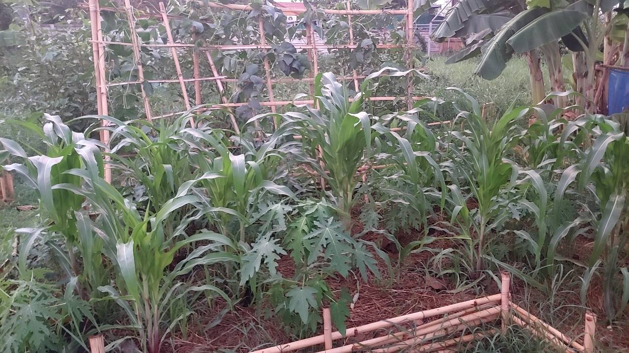 ข่าวพช  นครนายก เมืองขุนด่าน : รองผู้ว่าราชการจังหวัดนครนายก เยี่ยมชมจุดเรียนรู้ เศรษฐกิจพอเพียง 30 ตารางวาโมเดล