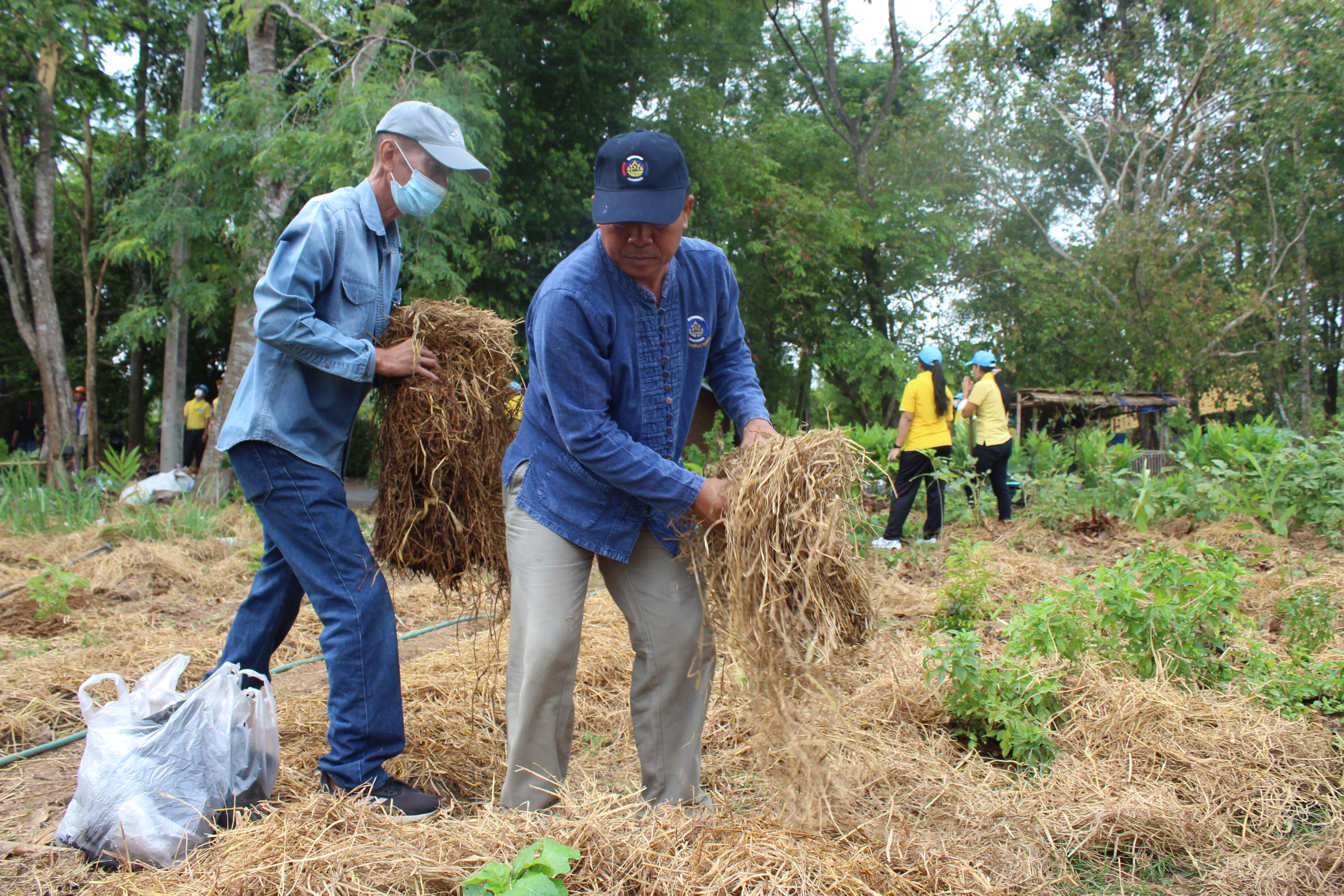 ??? พช.นครนายก ร่วม “เอามื้อ สามัคคี” ณ ศูนย์เรียนรู้ “โคก หนอง นา วัดดงละคร” ตาม โครงการวัด ประชา รัฐ สร้างสุข เนื่องในโอกาสฉลองพระชนมายุ 8 รอบ สมเด็จพระอริยวงศาคตญาณ สมเด็จพระสังฆราช สกลมหาสังฆปริณษยก 26 มิถุนายน 2566
