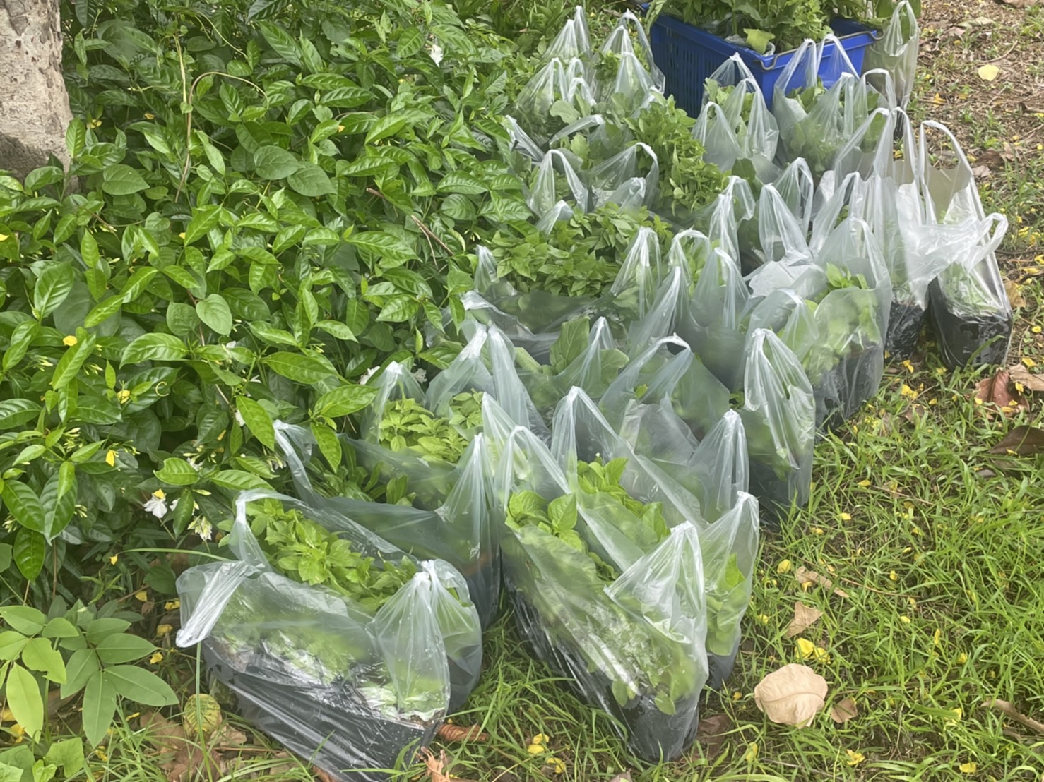 ??? พช.นครนายก เตรียมพื้นที่เพื่อ KICK OFF กิจกรรมต่อยอดขยายผลการน้อมนำพระราชดำริของสมเด็จพระกนิษฐาธิราชเจ้า กรมสมเด็จพระเทพรัตนราชสุดาฯ สยามบรมราชกุมารี สู่ปฏิบัติการปลูกผักสวนครัว เพื่อสร้างความมั่นคงทางอาหาร ประจำปีงบประมาณ พ.ศ. 2566