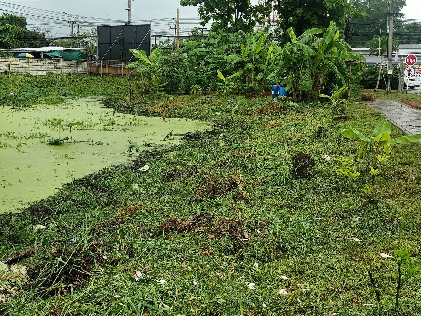 ???พช.นครนายก นักโทษขั้นเด็ดขาดร่วมปรับภูมิทัศน์บริเวณรอบสระน้ำ ประตูฝั่งขาออก ศาลากลางจังหวัดนครนายก