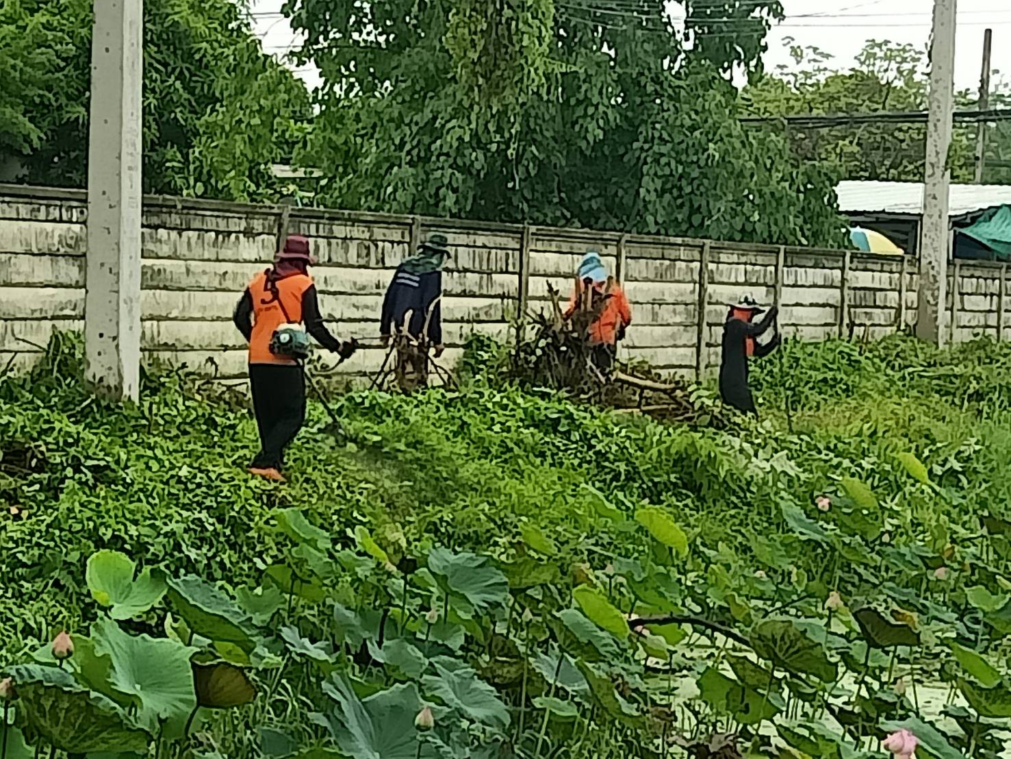 ???พช.นครนายก นักโทษขั้นเด็ดขาดร่วมปรับภูมิทัศน์บริเวณรอบสระน้ำ ประตูฝั่งขาออก ศาลากลางจังหวัดนครนายก