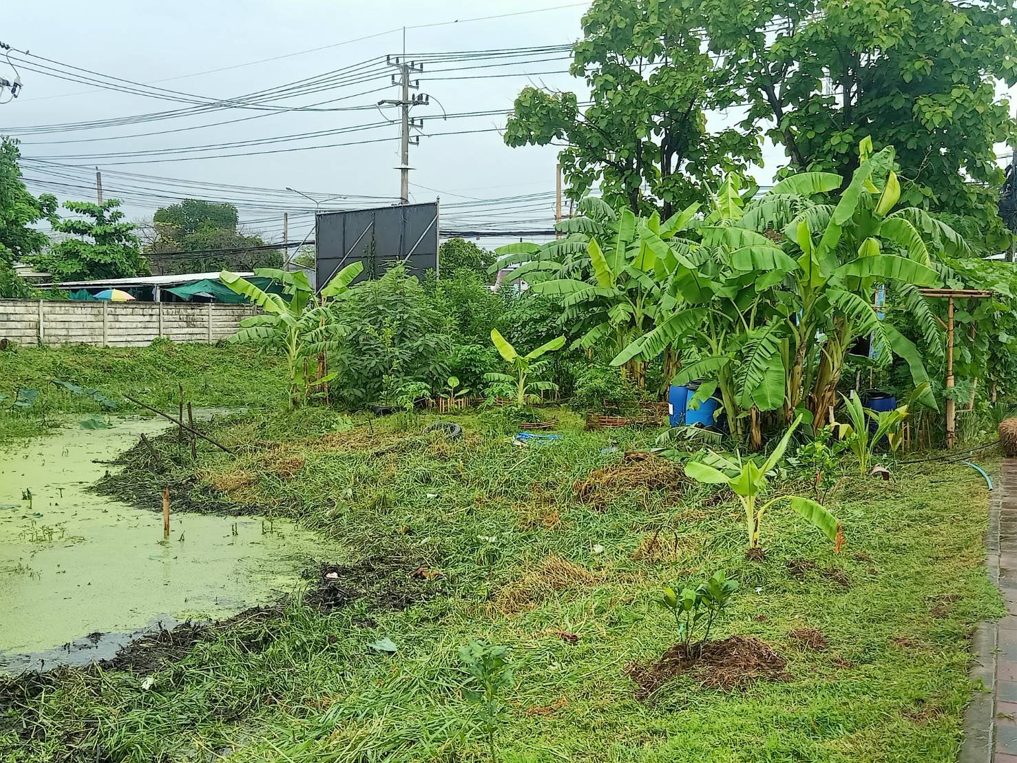 ???พช.นครนายก นักโทษขั้นเด็ดขาดร่วมปรับภูมิทัศน์บริเวณรอบสระน้ำ ประตูฝั่งขาออก ศาลากลางจังหวัดนครนายก