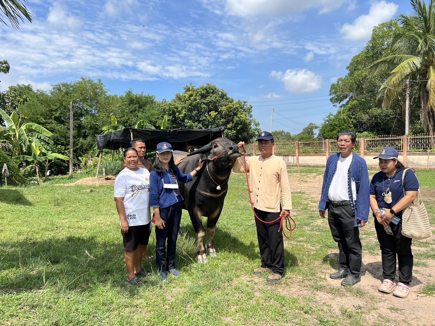 ? พช.บ้านนา จังหวัดนครนายก  เยี่ยมชม ครัวเรือน ที่ประสบความสำเร็จจากการประกอบอาชีพเลี้ยงควาย