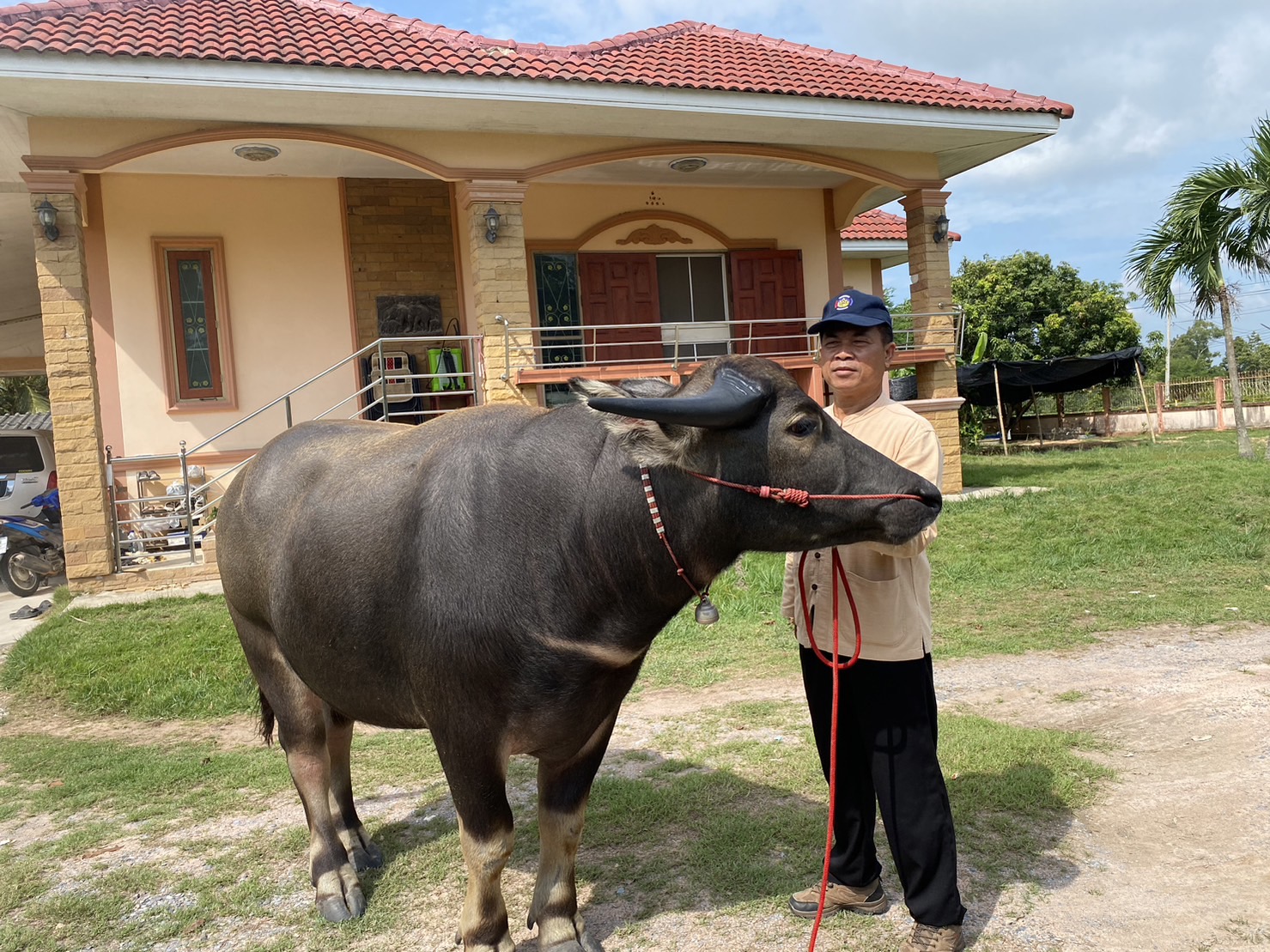 ? พช.บ้านนา จังหวัดนครนายก  เยี่ยมชม ครัวเรือน ที่ประสบความสำเร็จจากการประกอบอาชีพเลี้ยงควาย