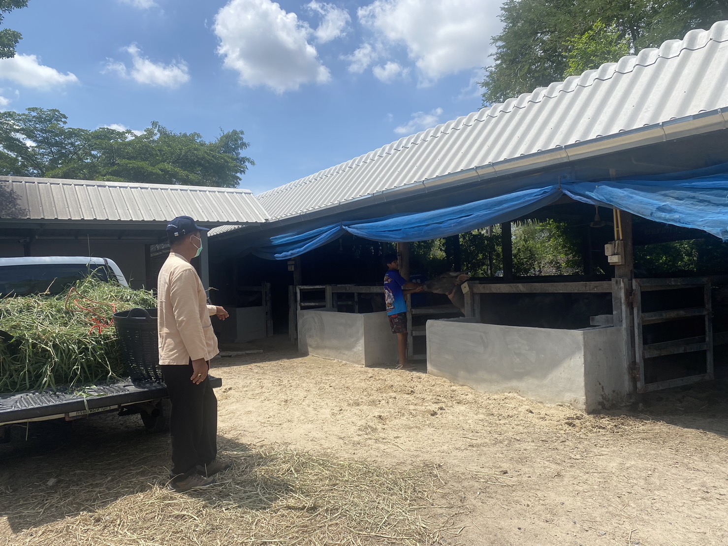 ? พช.บ้านนา จังหวัดนครนายก  เยี่ยมชม ครัวเรือน ที่ประสบความสำเร็จจากการประกอบอาชีพเลี้ยงควาย