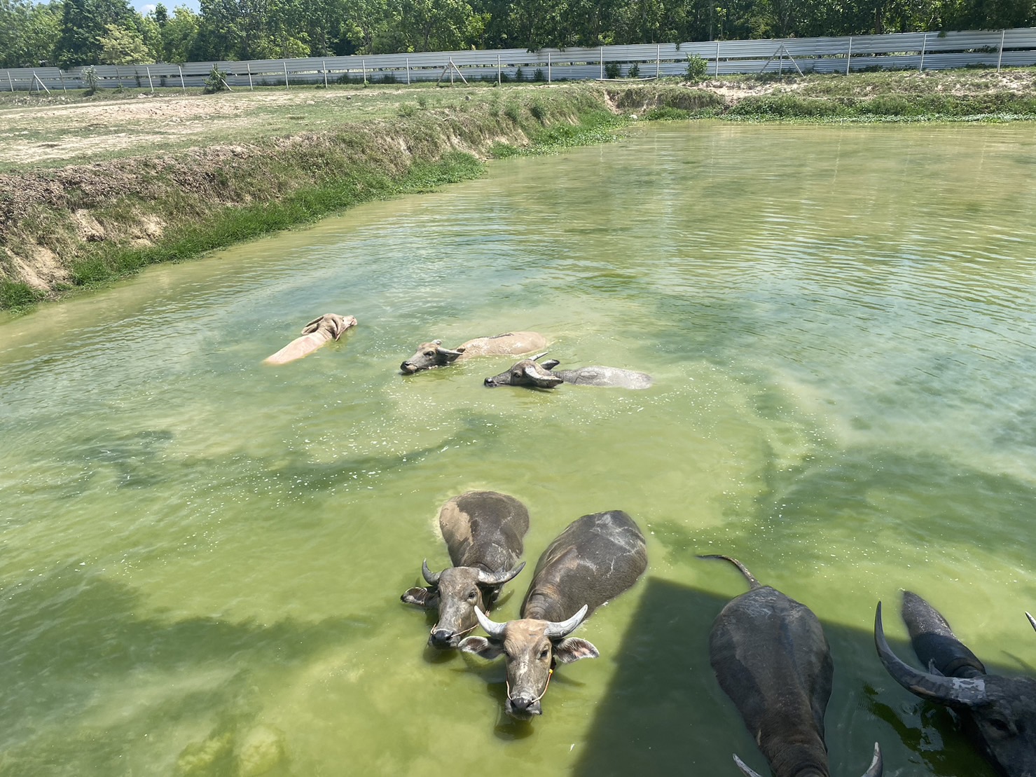 ? พช.บ้านนา จังหวัดนครนายก  เยี่ยมชม ครัวเรือน ที่ประสบความสำเร็จจากการประกอบอาชีพเลี้ยงควาย
