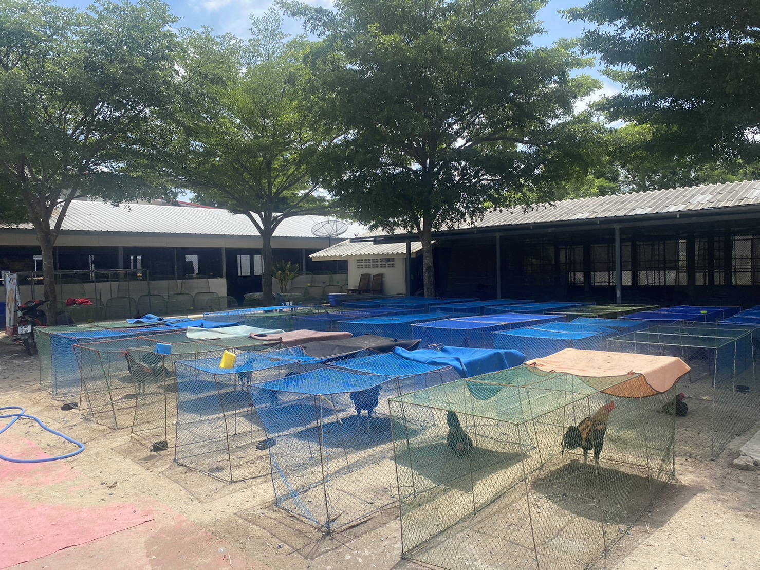 ? พช.บ้านนา จังหวัดนครนายก  เยี่ยมชม ครัวเรือน ที่ประสบความสำเร็จจากการประกอบอาชีพเลี้ยงควาย