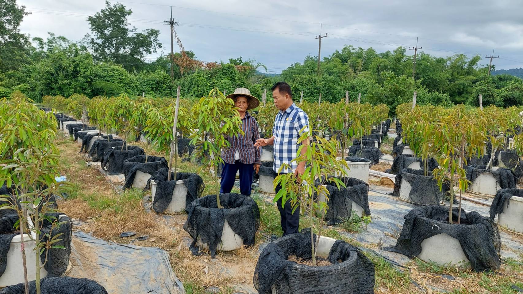 …พช.นครนายก ลงพื้นที่เยี่ยมให้กำลังใจสมาชิกกองทุนพัฒนาบทบาทสตรีอำเภอปากพลี กลุ่มเพาะชำกล้าไม้