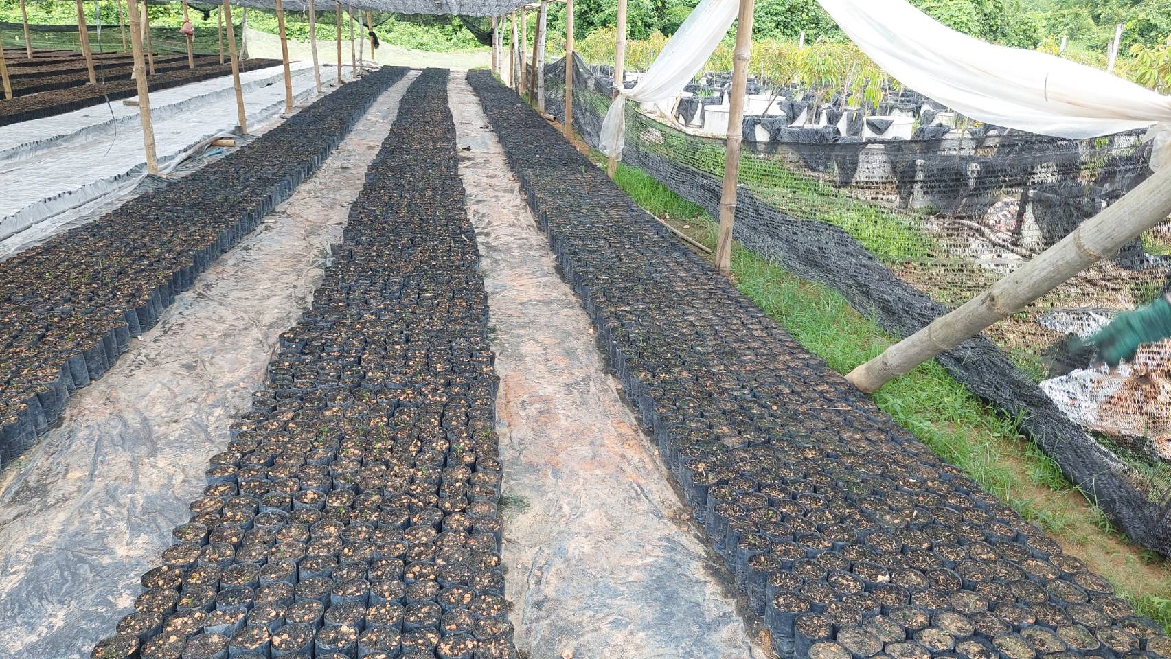 …พช.นครนายก ลงพื้นที่เยี่ยมให้กำลังใจสมาชิกกองทุนพัฒนาบทบาทสตรีอำเภอปากพลี กลุ่มเพาะชำกล้าไม้