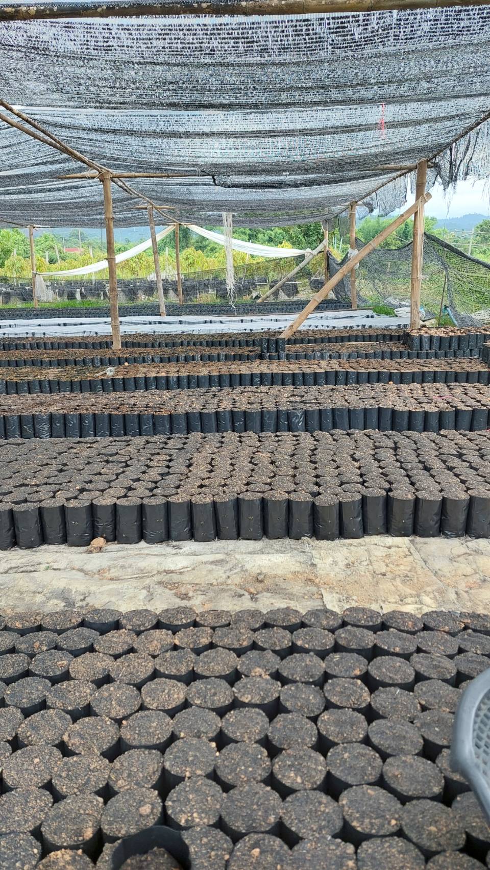 …พช.นครนายก ลงพื้นที่เยี่ยมให้กำลังใจสมาชิกกองทุนพัฒนาบทบาทสตรีอำเภอปากพลี กลุ่มเพาะชำกล้าไม้