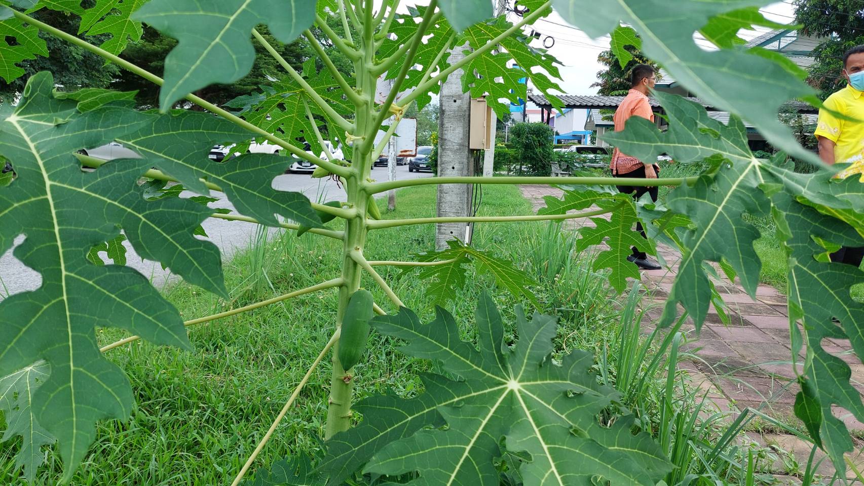 …พช.นครนายก เยี่ยม “จุดเรียนรู้เศรษฐกิจพอเพียง 30 ตารางวา โมเดล”