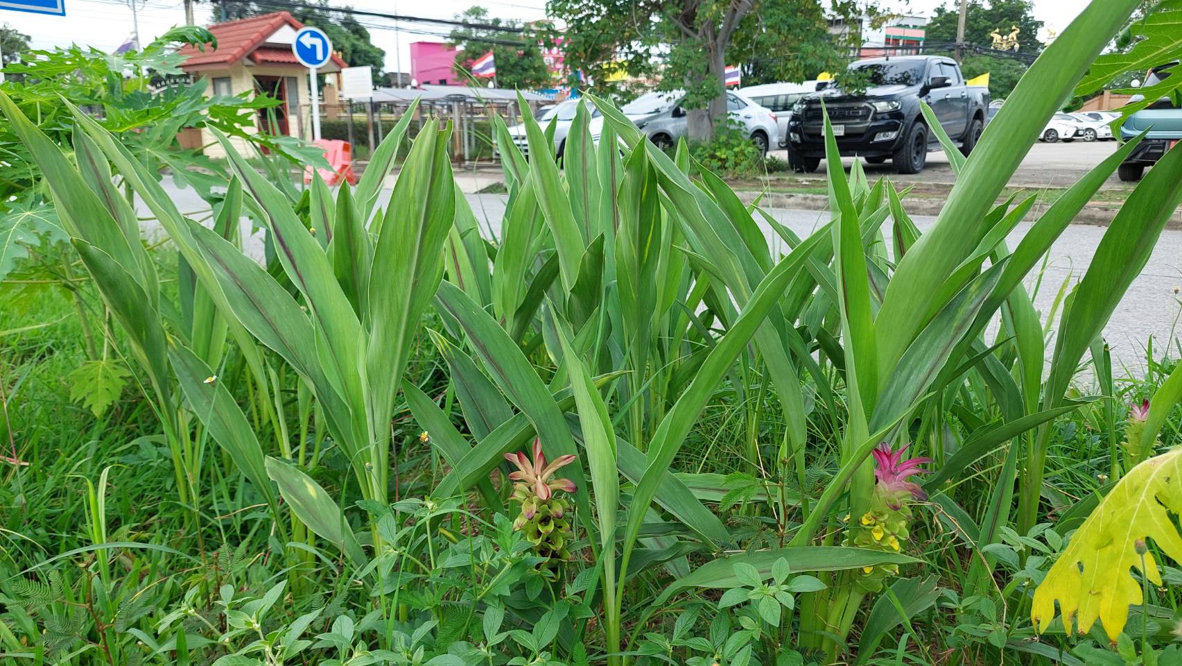 …พช.นครนายก เยี่ยม “จุดเรียนรู้เศรษฐกิจพอเพียง 30 ตารางวา โมเดล”