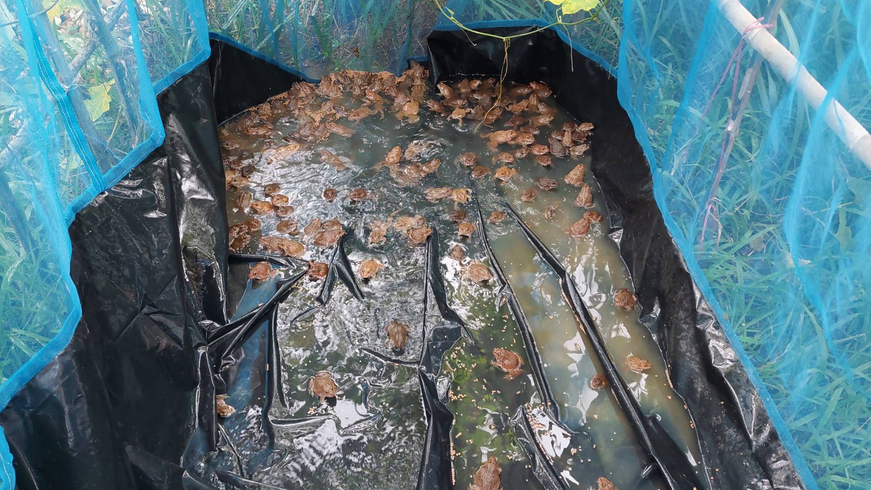 …พช.นครนายก เยี่ยม “จุดเรียนรู้เศรษฐกิจพอเพียง 30 ตารางวา โมเดล”