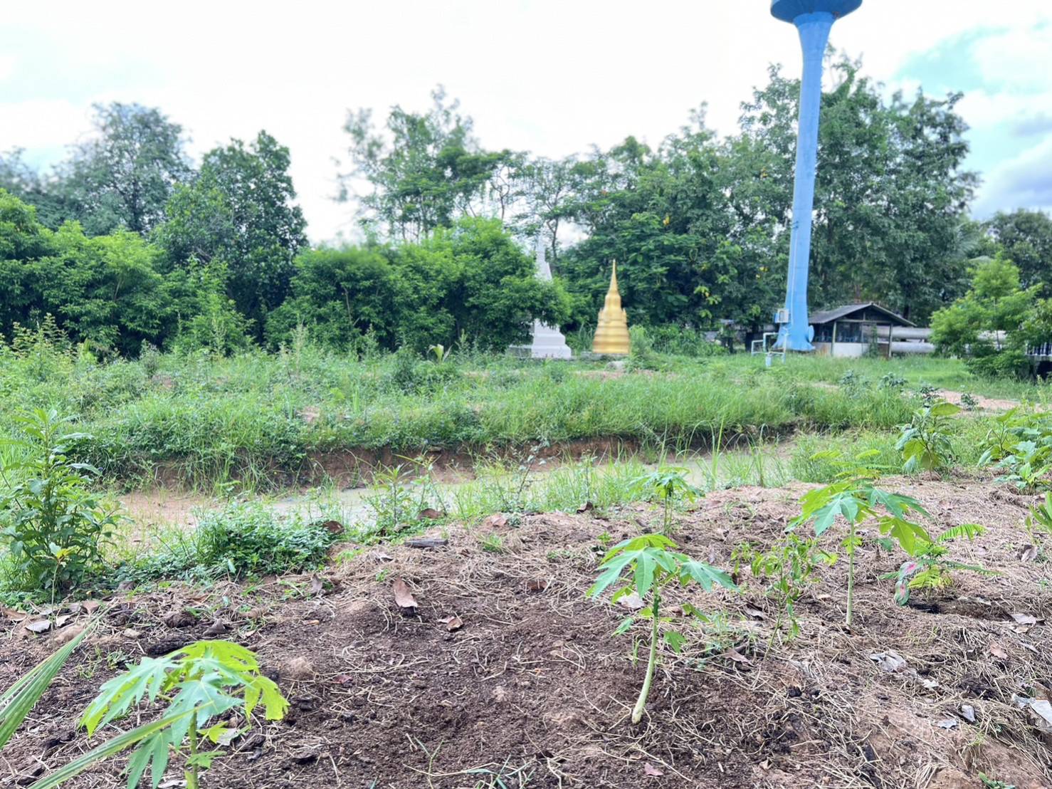 …พช.นครนายก : ติดตามผลการร่วมกิจกรรม “เอามื้อสามัคคีทำความดีเพื่อในหลวง” แปลงศูนย์เรียนรู้เศรษฐกิจพอเพียงวัดหนองแฟบ