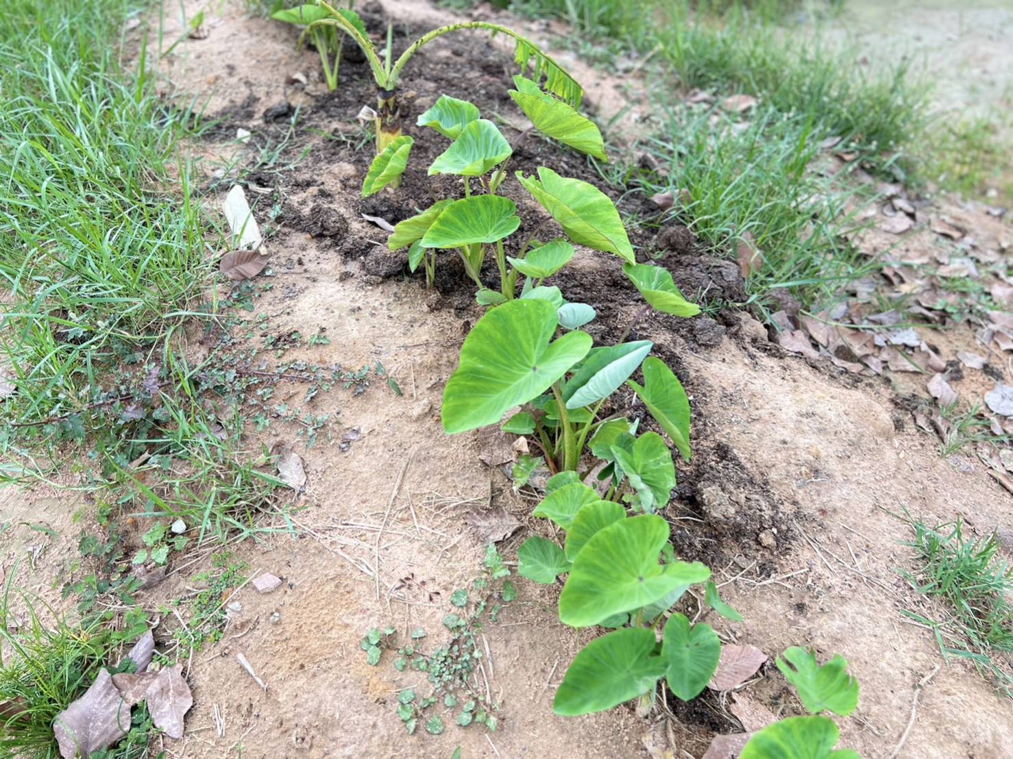 …พช.นครนายก : ติดตามผลการร่วมกิจกรรม “เอามื้อสามัคคีทำความดีเพื่อในหลวง” แปลงศูนย์เรียนรู้เศรษฐกิจพอเพียงวัดหนองแฟบ