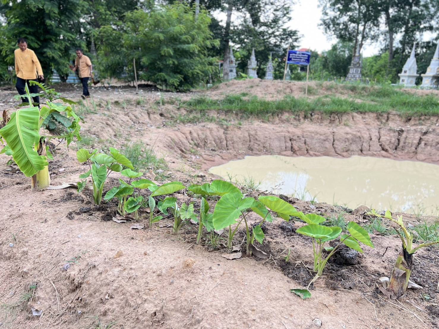 …พช.นครนายก : ติดตามผลการร่วมกิจกรรม “เอามื้อสามัคคีทำความดีเพื่อในหลวง” แปลงศูนย์เรียนรู้เศรษฐกิจพอเพียงวัดหนองแฟบ