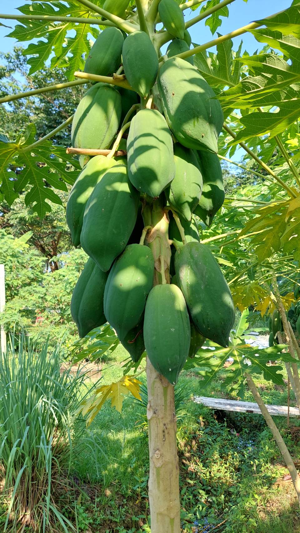 …พัฒนาการจังหวัดลงพื้นที่เยี่ยมแปลงศูนย์เรียนรู้เศรษฐกิจพอเพียง ที่ว่าการอำเภอบ้านนา