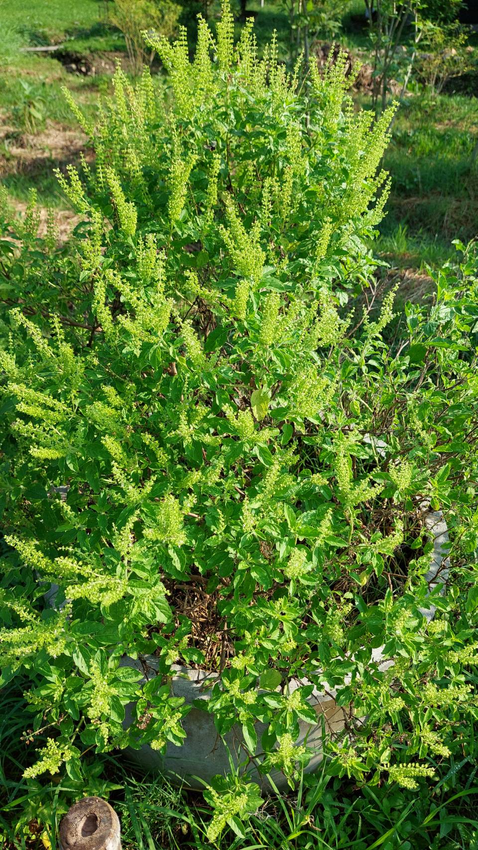 …พัฒนาการจังหวัดลงพื้นที่เยี่ยมแปลงศูนย์เรียนรู้เศรษฐกิจพอเพียง ที่ว่าการอำเภอบ้านนา