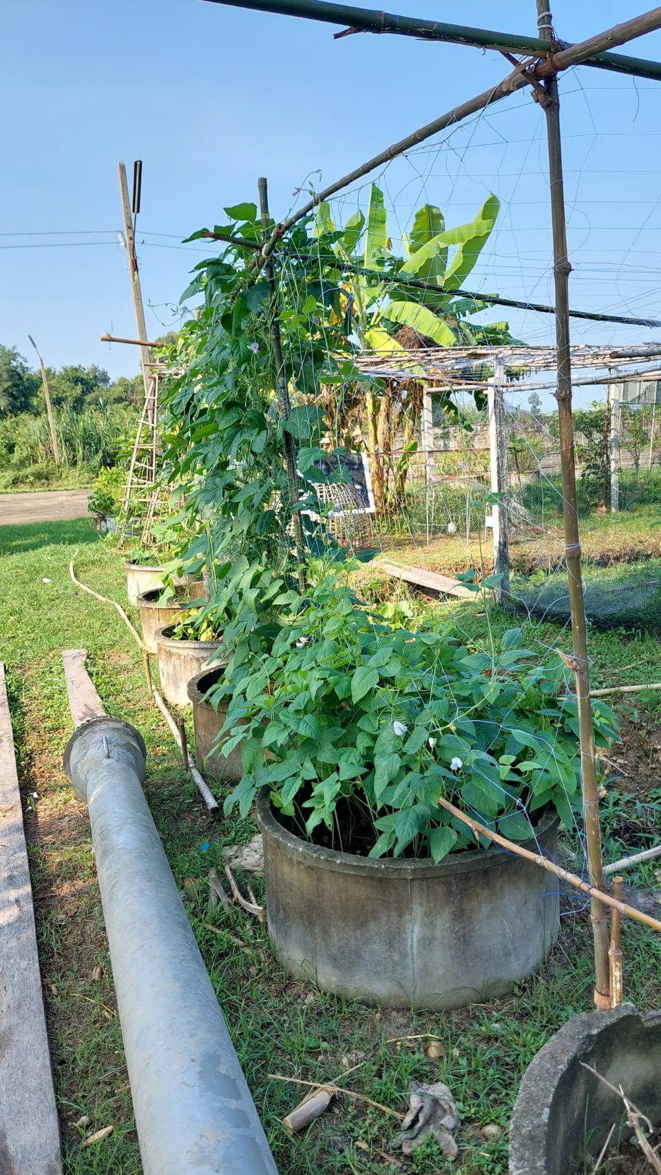 …พัฒนาการจังหวัดลงพื้นที่เยี่ยมแปลงศูนย์เรียนรู้เศรษฐกิจพอเพียง ที่ว่าการอำเภอบ้านนา