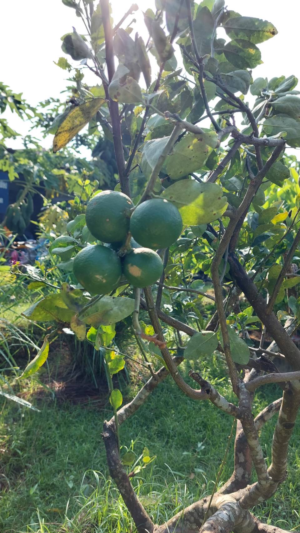 …พัฒนาการจังหวัดลงพื้นที่เยี่ยมแปลงศูนย์เรียนรู้เศรษฐกิจพอเพียง ที่ว่าการอำเภอบ้านนา