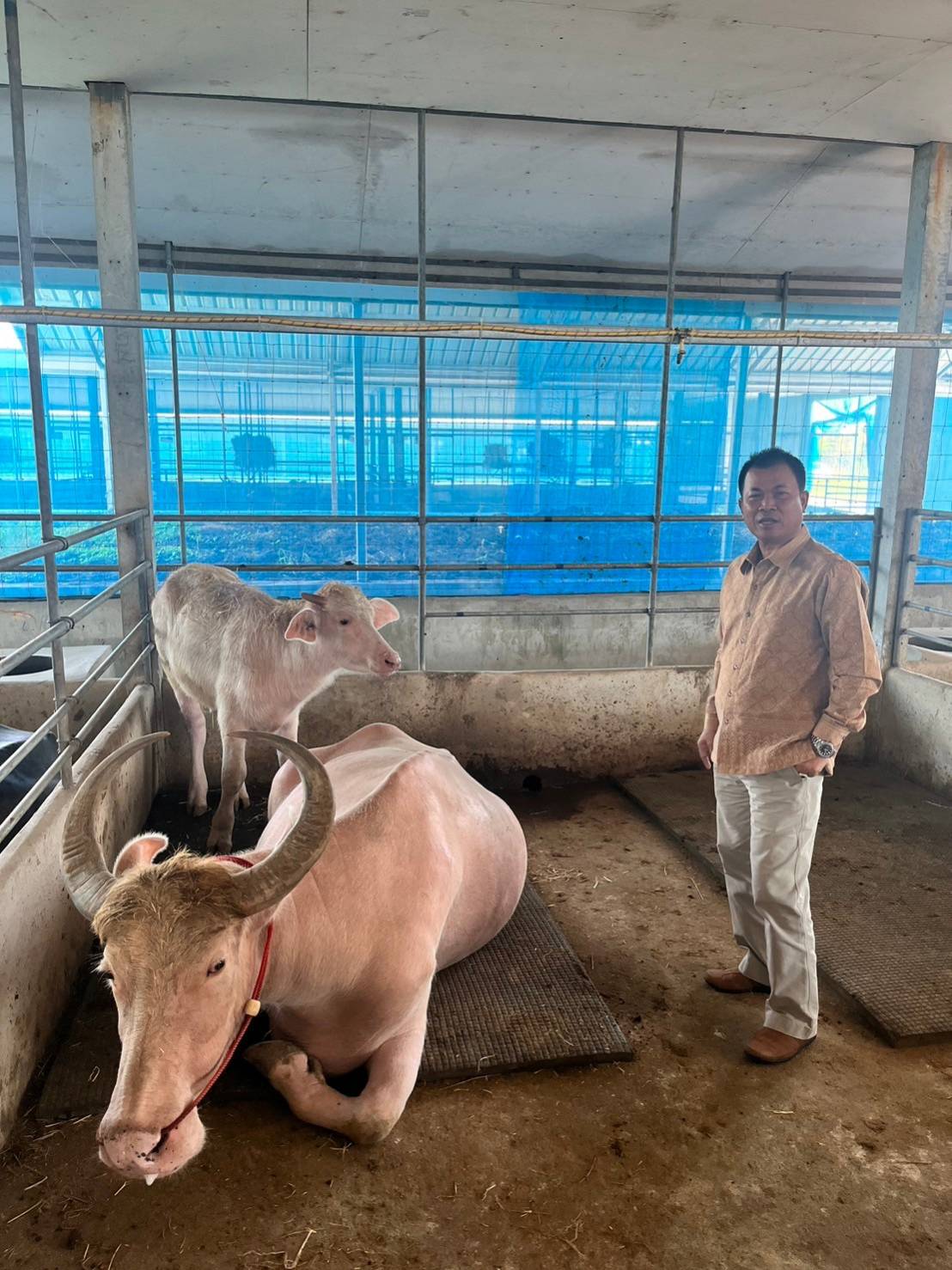 …พช.นครนายก นำทีม เข้าศึกษาดูงานแหล่งเรียนรู้และอนุรักษ์ควายไทย “สอนศิริฟาร์ม” อ.บ้านสร้าง จ.ปราจีนบุรี