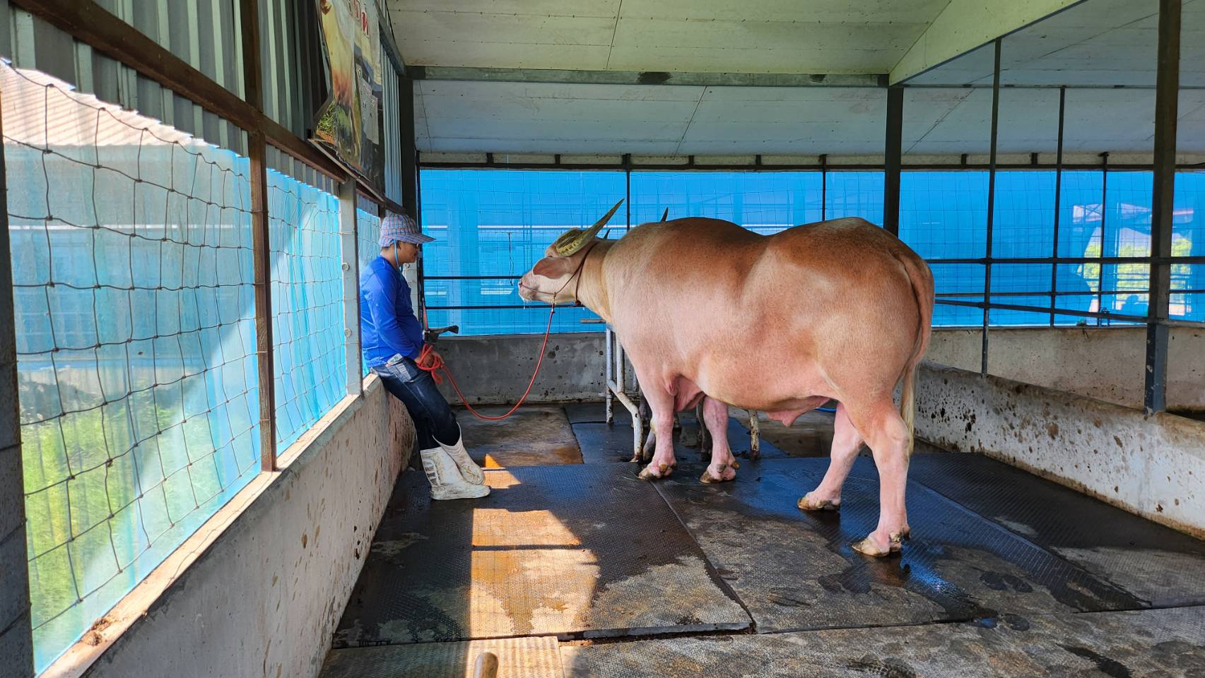 …พช.นครนายก นำทีม เข้าศึกษาดูงานแหล่งเรียนรู้และอนุรักษ์ควายไทย “สอนศิริฟาร์ม” อ.บ้านสร้าง จ.ปราจีนบุรี