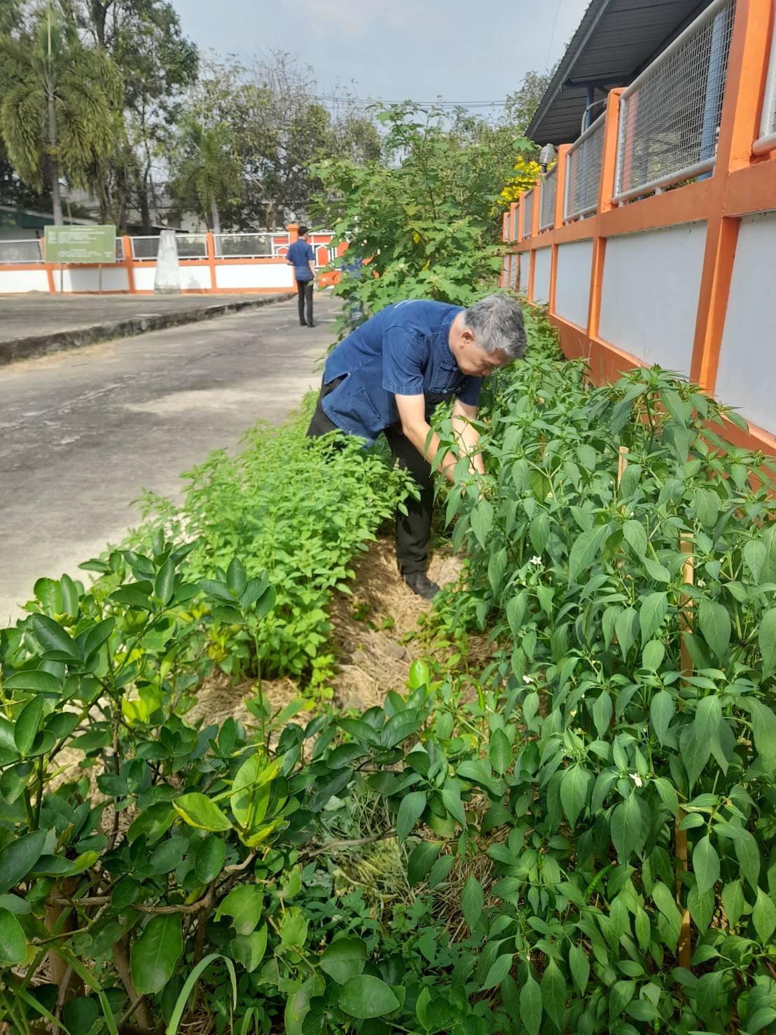 …พช.นครนายก เยี่ยมชมกิจกรรม 1 อำเภอ 1 กิจกรรมปันสุข ปลูกผักแบ่งปัน