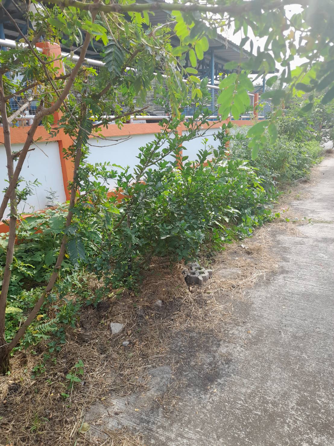 …พช.นครนายก เยี่ยมชมกิจกรรม 1 อำเภอ 1 กิจกรรมปันสุข ปลูกผักแบ่งปัน