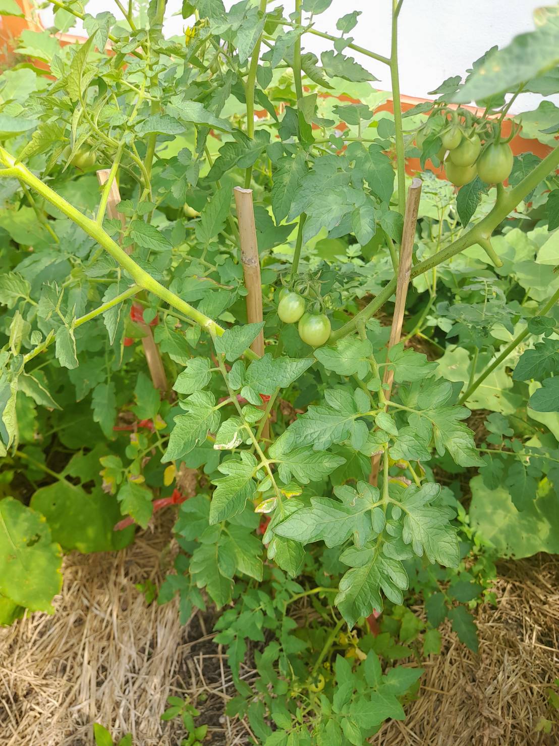 …พช.นครนายก เยี่ยมชมกิจกรรม 1 อำเภอ 1 กิจกรรมปันสุข ปลูกผักแบ่งปัน